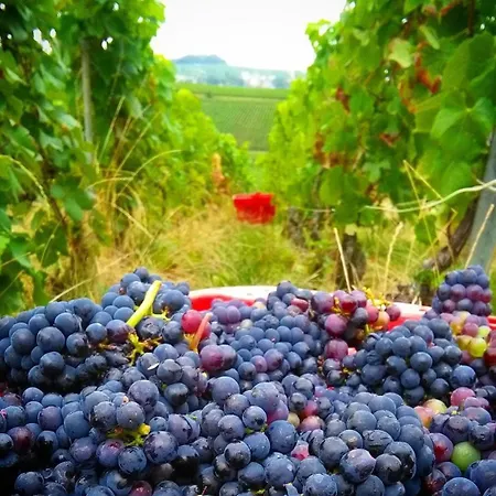 Lys'appart Hyper Centre Proche De ! * Reims