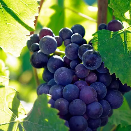 Lys'appart Hyper Centre Proche De ! * Reims