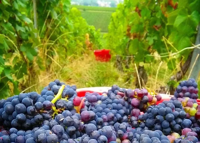 Lys'appart Hyper Centre Proche De ! * Reims