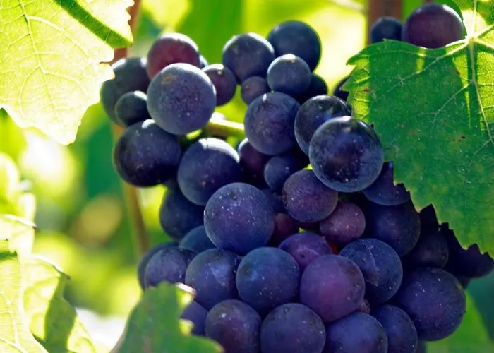 Lys'appart Hyper Centre Proche De ! * Reims